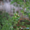 Zeiss Milvus 1.4/25 sample 002