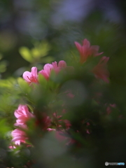 夕陽の中のツツジ