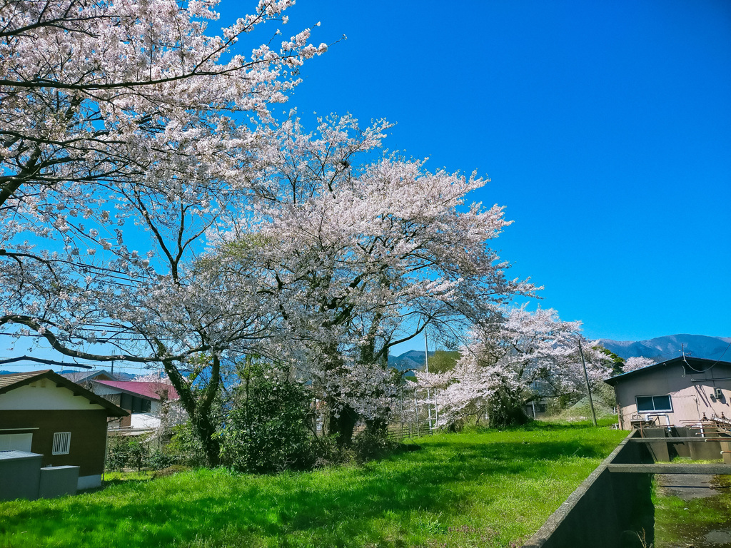 びわ湖の桜