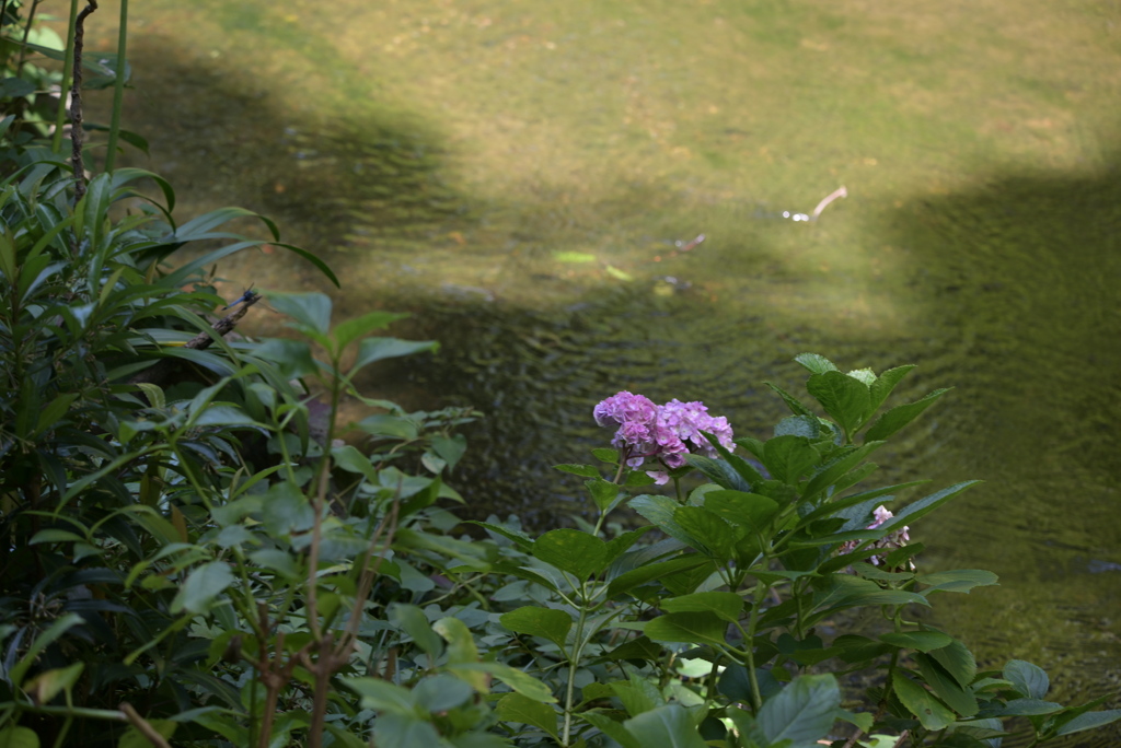 令和６年７月２７日長居公園　⑬