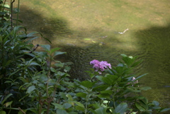 令和６年７月２７日長居公園　⑬