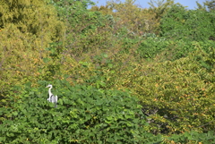 大阪城公園周辺