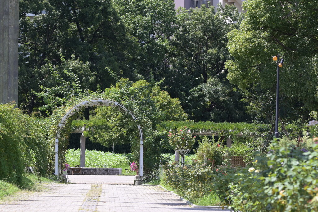 令和６年７月２７日長居公園　⑨