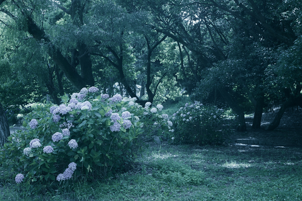 DSC_0461 レタッチ　ブリーチ