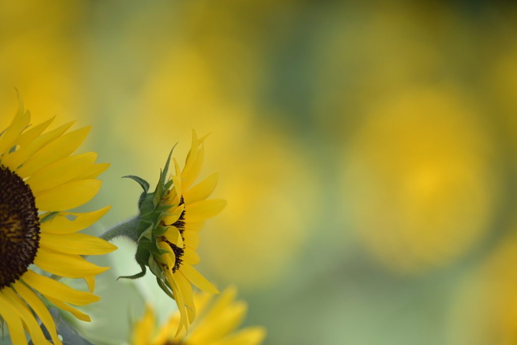 令和６年７月２７日長居公園　⑲