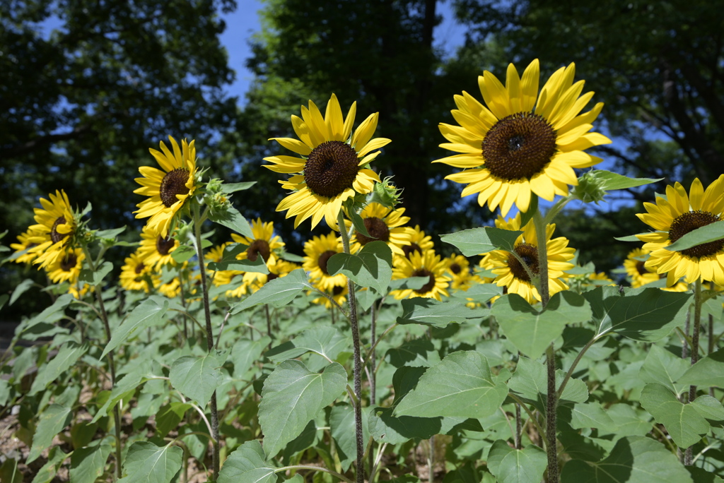 令和６年７月２７日長居公園　⑤