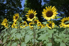 令和６年７月２７日長居公園　⑤