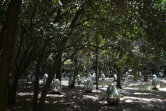 令和６年７月２７日長居公園　⑦