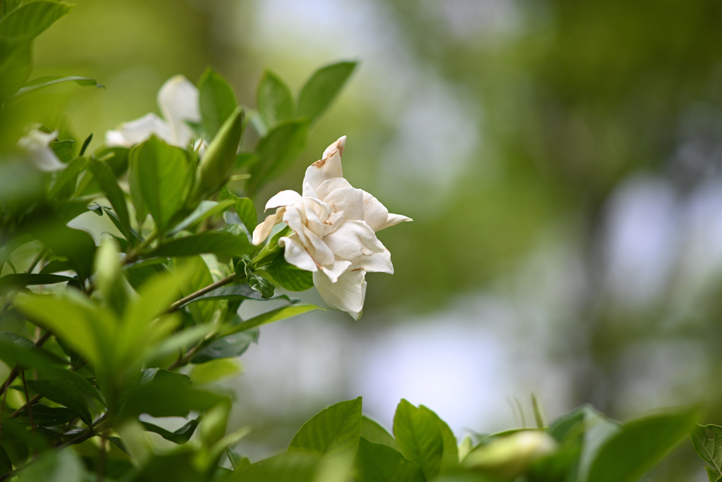 DSC_0417_　JPEG　スタンダード