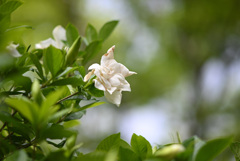 DSC_0417_　JPEG　スタンダード