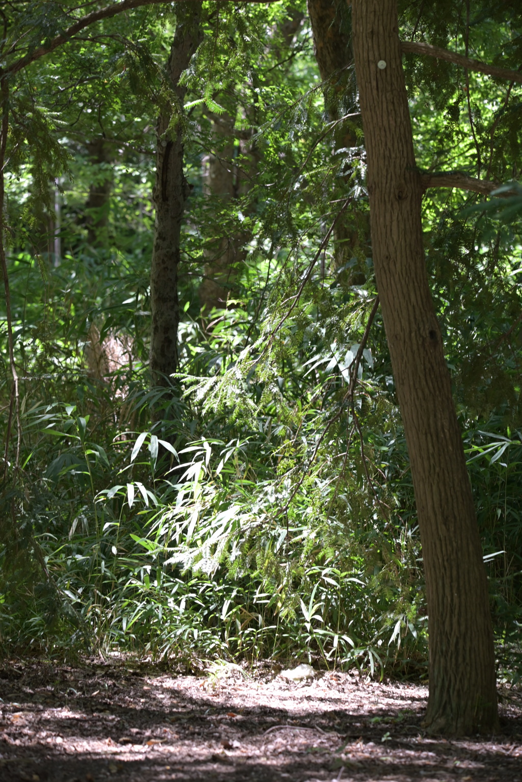 令和６年７月２７日長居公園　⑫