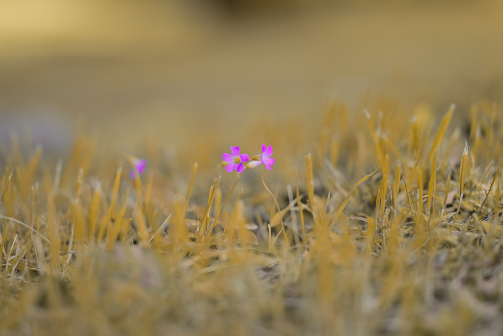 DSC_0482　レタッチ