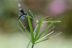 令和６年７月２７日長居公園　⑮