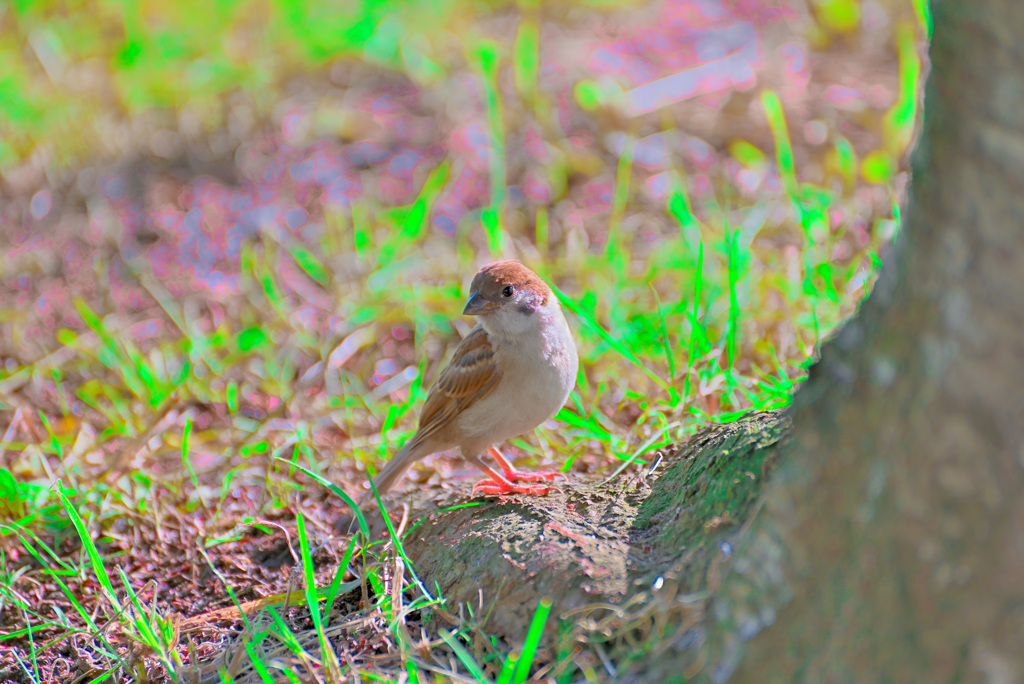 DSC_0311 レッタチ