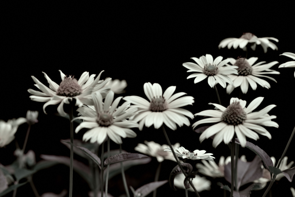 DSC_0494　レタッチ