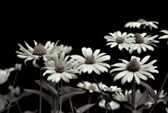 DSC_0494　レタッチ