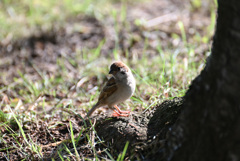 DSC_0311_01　JPEG スタンダード