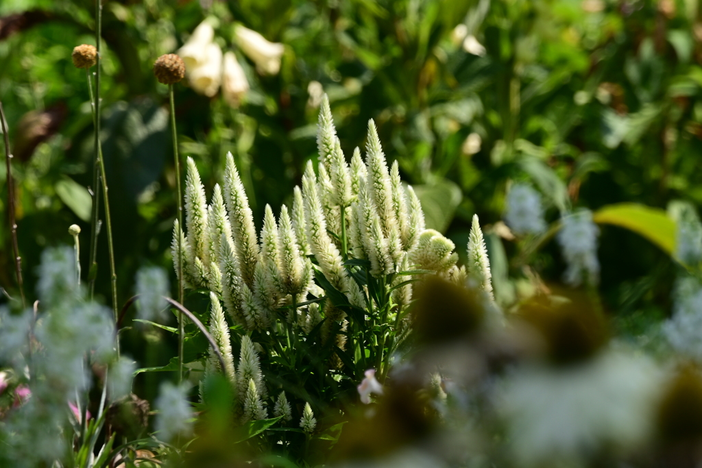 DSC_1081