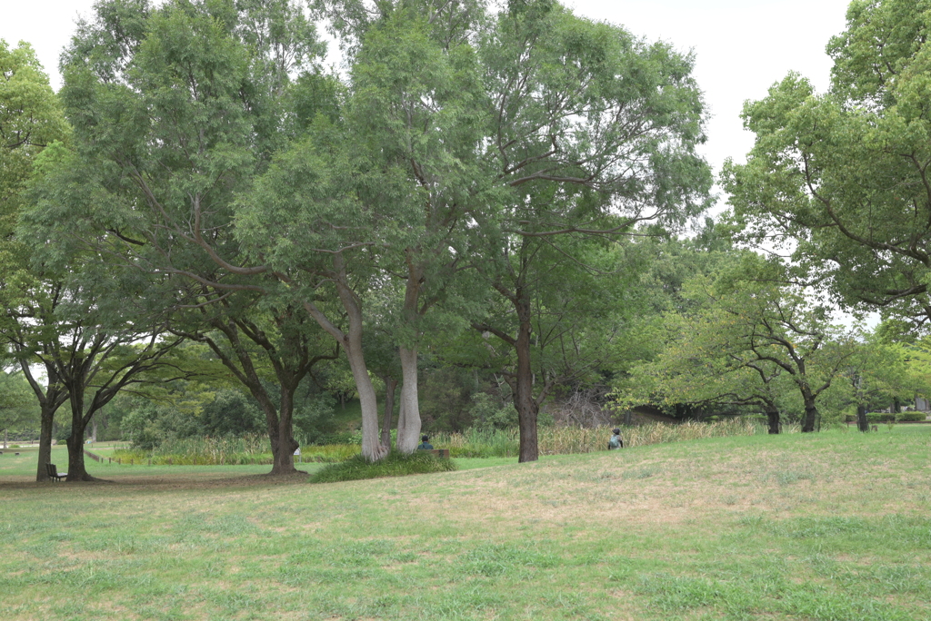 大仙公園
