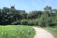 令和６年７月２７日長居公園　⑧