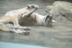 令和6年８月１０日の撮影（）（34）
