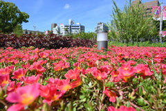 令和６年７月２７日長居公園　③