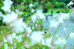 DSC_0502　レタッチ