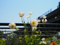 P4261552
