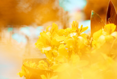 DSC_0486　レタッチ