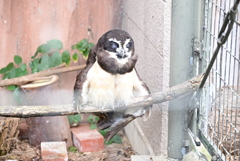 令和6年８月１０日の撮影㉙