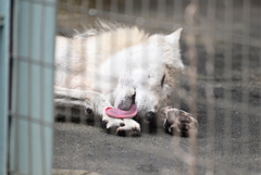 令和6年８月１０日の撮影（43）
