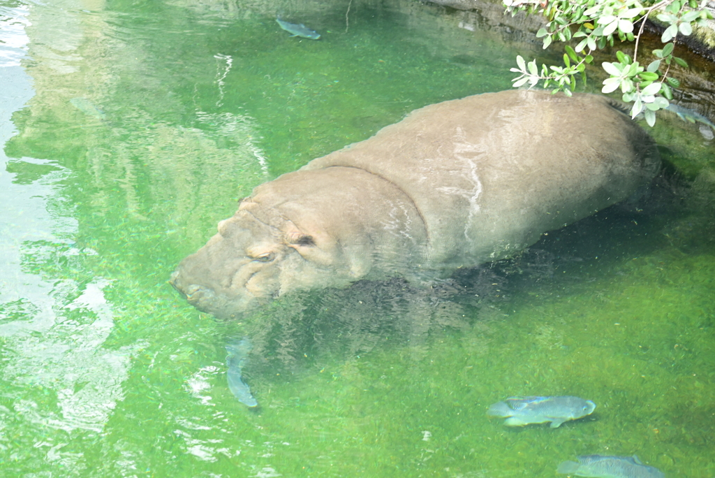令和6年８月１０日の撮影⑯