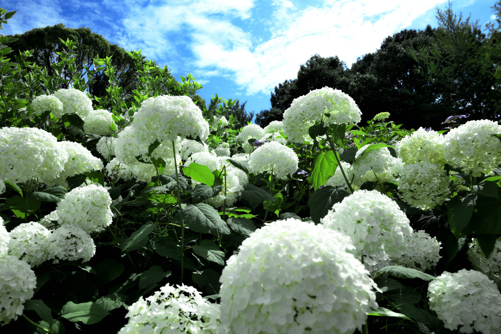 DSC_04　レタッチ