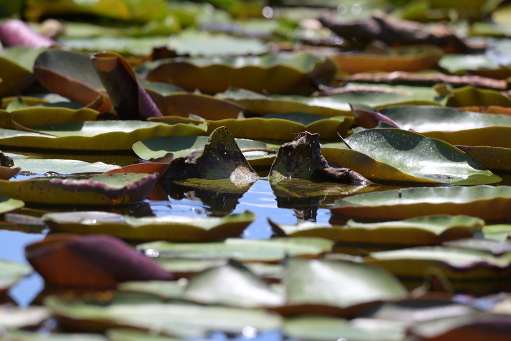 令和６年７月２７日長居公園　⑭