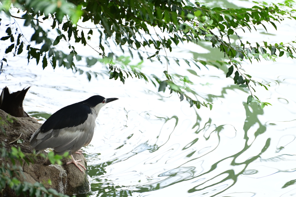 令和6年８月１０日の撮影⑥