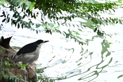 令和6年８月１０日の撮影⑥
