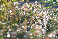 大阪城公園周辺