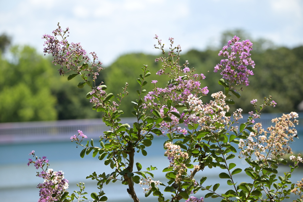 令和６年７月２７日長居公園　⑱