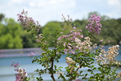 令和６年７月２７日長居公園　⑱