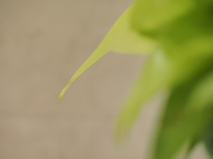 P6142367