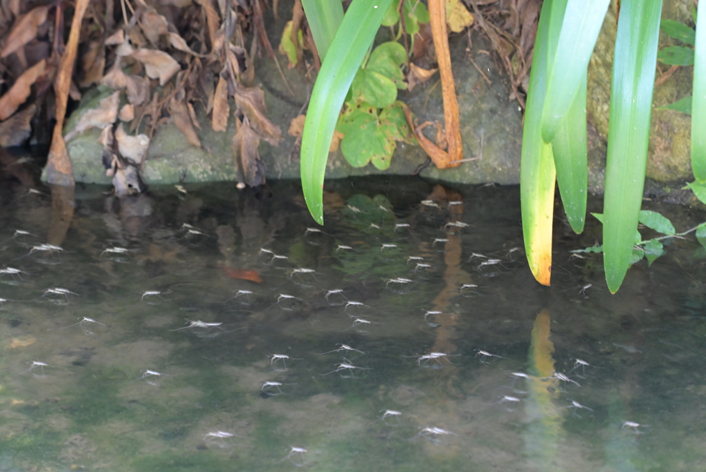 令和６年７月２７日長居公園　⑩