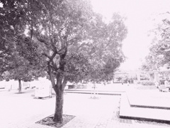 過去に撮影した写真