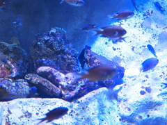 過去に撮影した写真