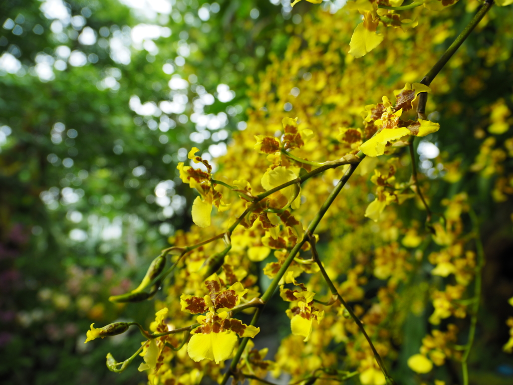P4210426