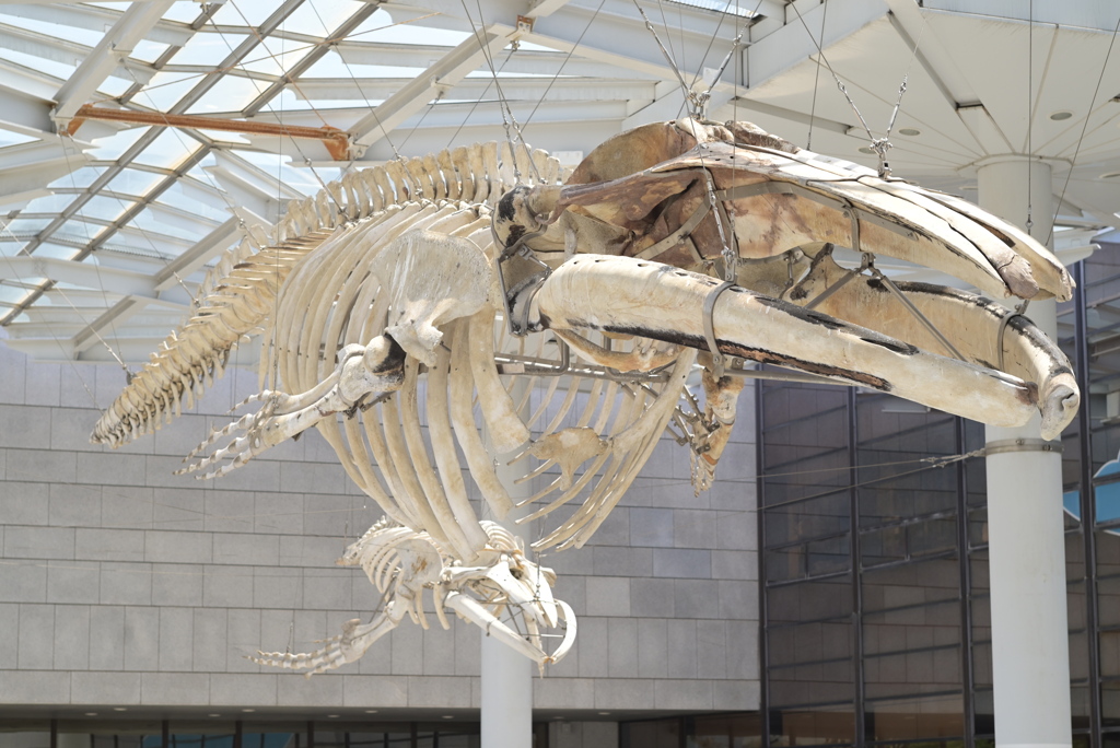 令和６年７月２７日長居公園　⑳