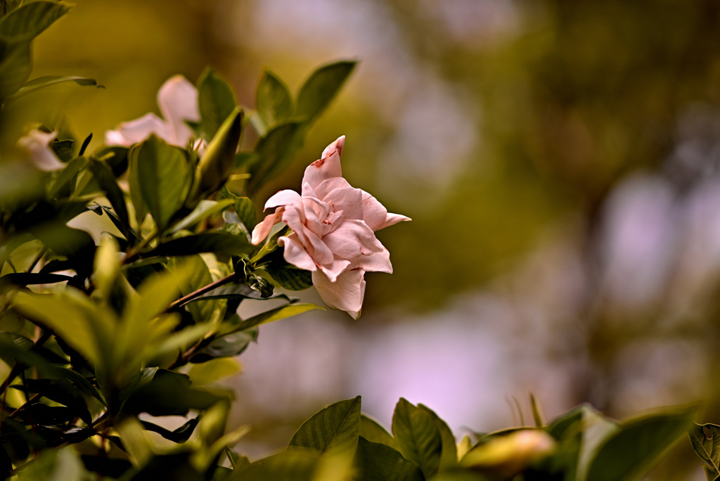 DSC_0417　レタッチ