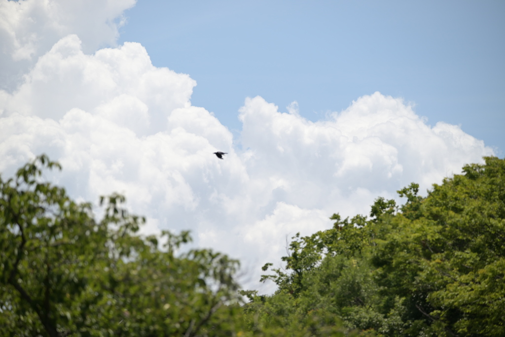 令和６年７月２７日長居公園　⑯