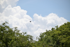 令和６年７月２７日長居公園　⑯