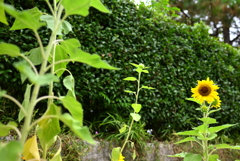 大仙公園