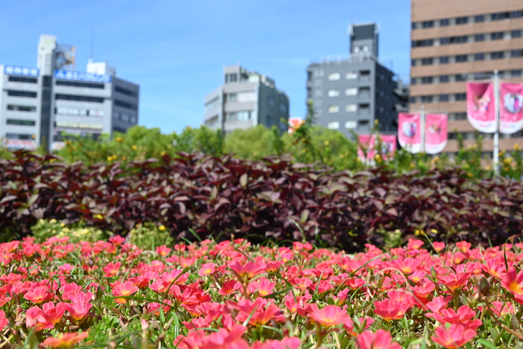 令和６年７月２７日長居公園　②